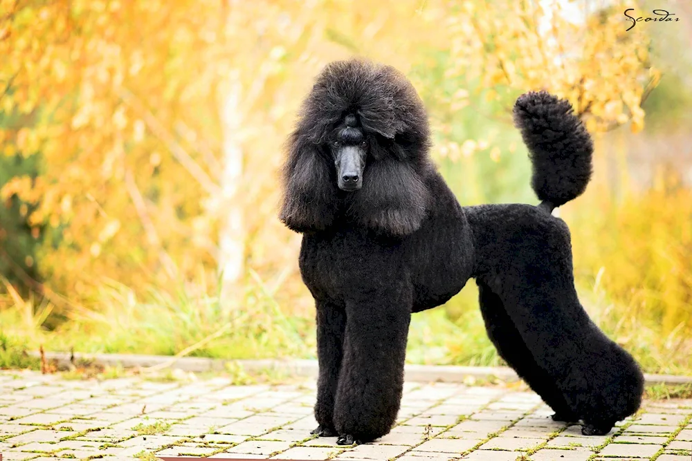 Kingdom Poodle uncut