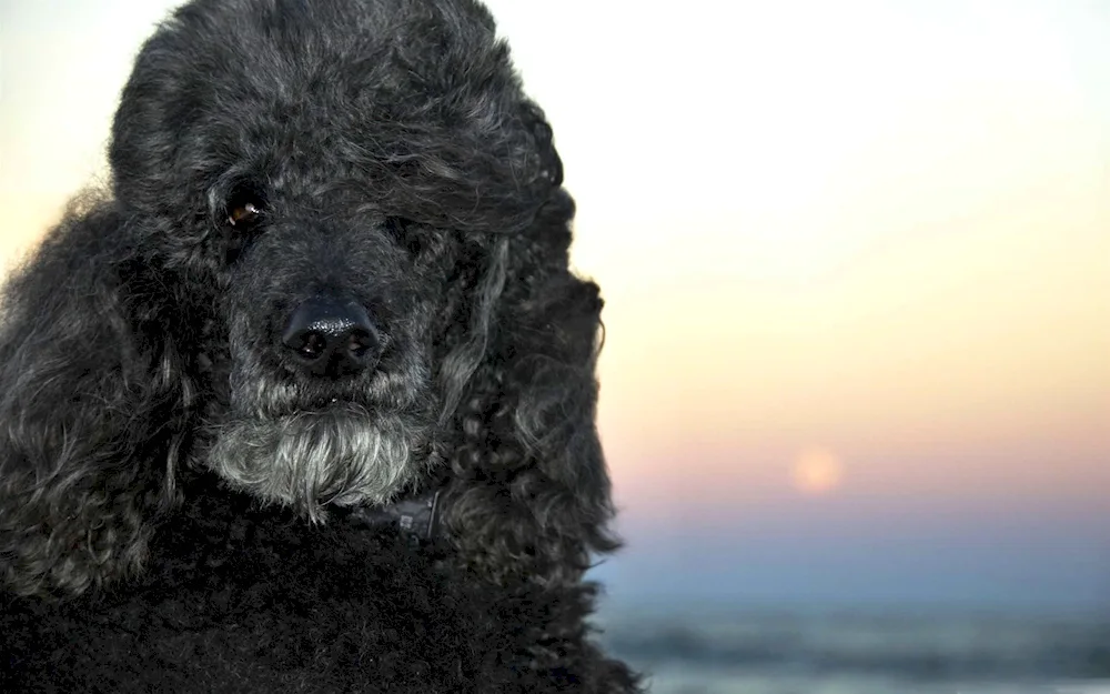 Curly Royal Poodle uncut