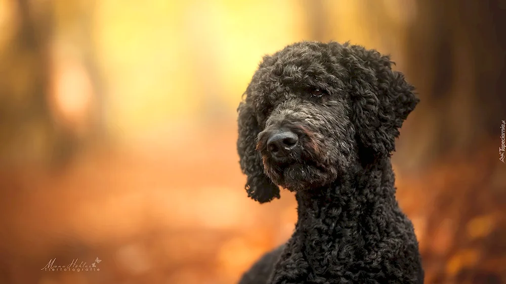 Curly Royal Poodle uncut