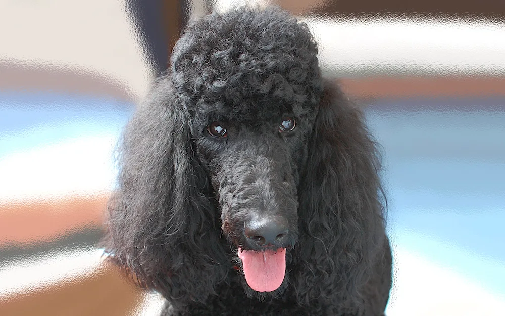 Carolian poodle black