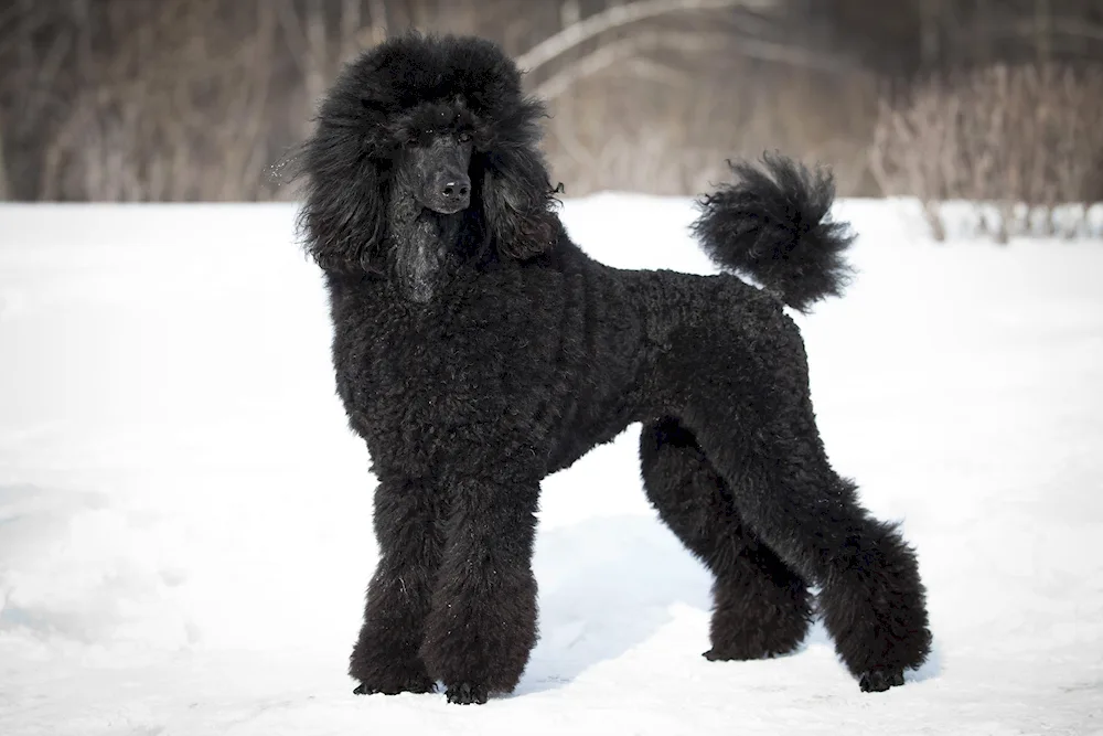 Dwarf poodle black