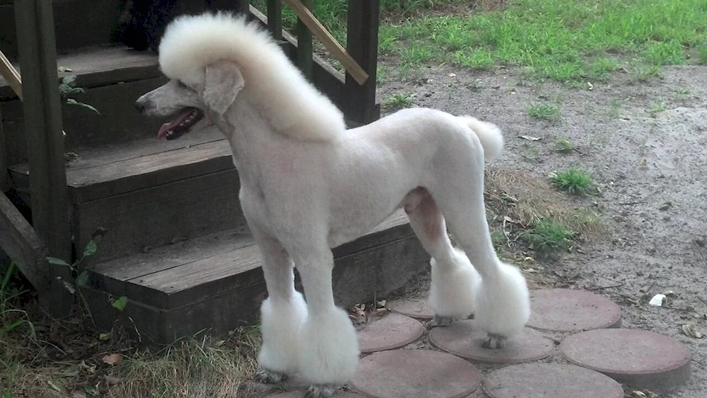 Royal Poodle uncut