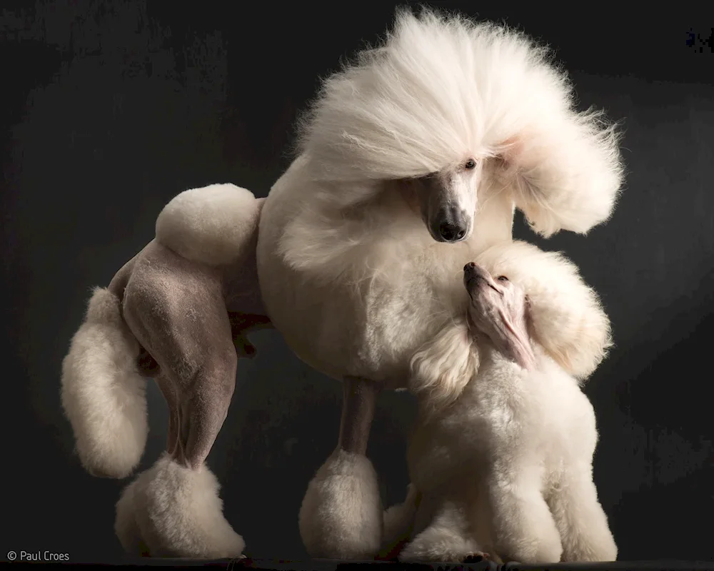 King Poodle Scandinavian Lion