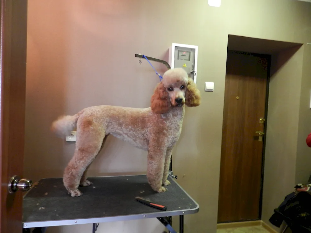 King poodle haircut Pappy