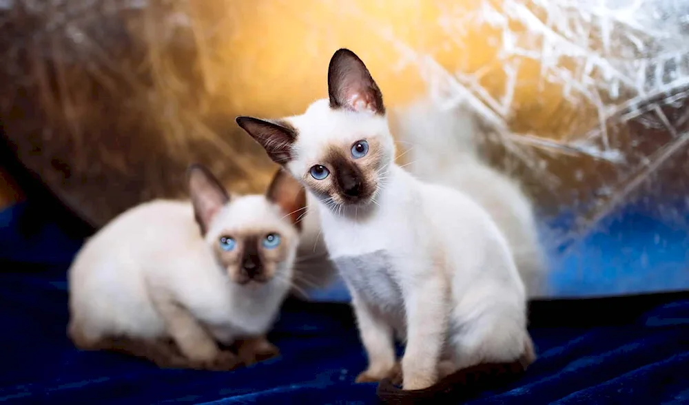 Siamese lop-eared kittens