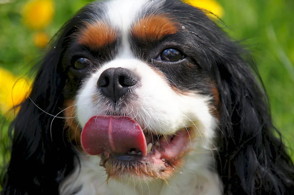 King Charles spaniel