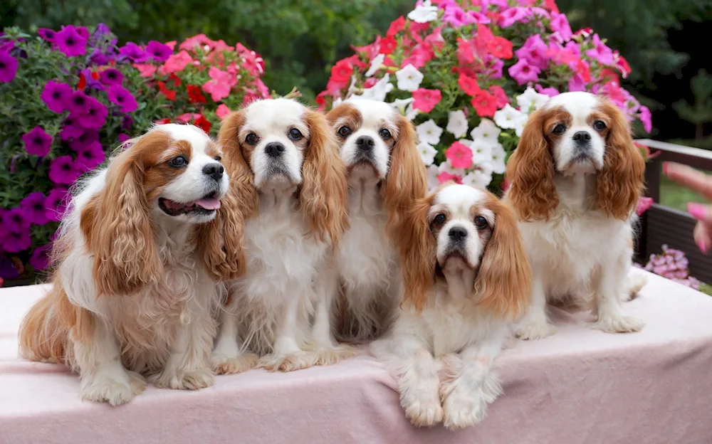 King Charles spaniel