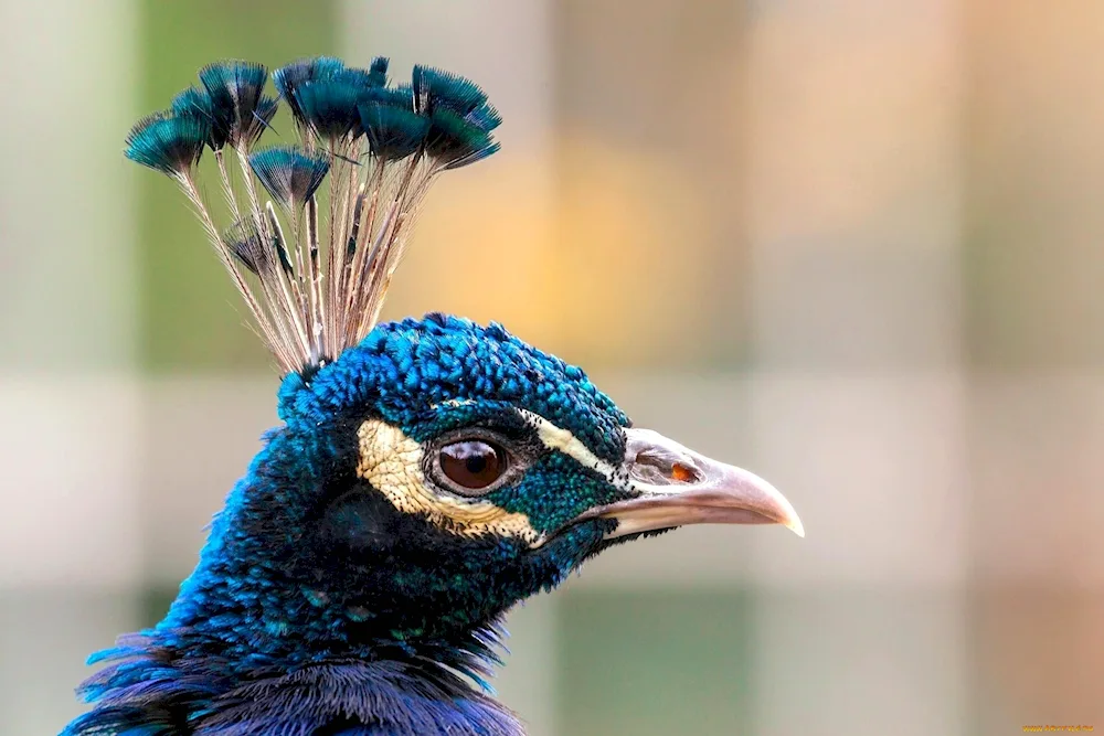 Crested Waterfowl