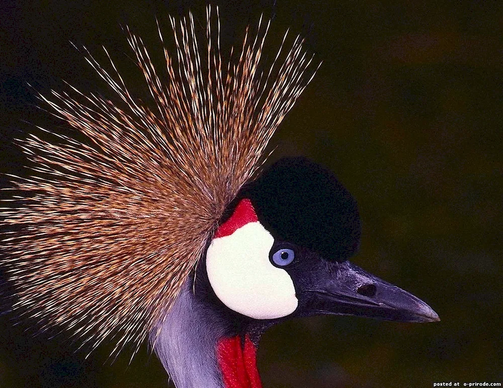 Reddish Egret bird