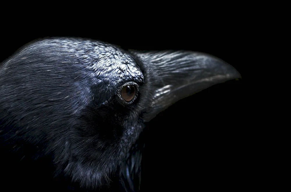 Crow principalis