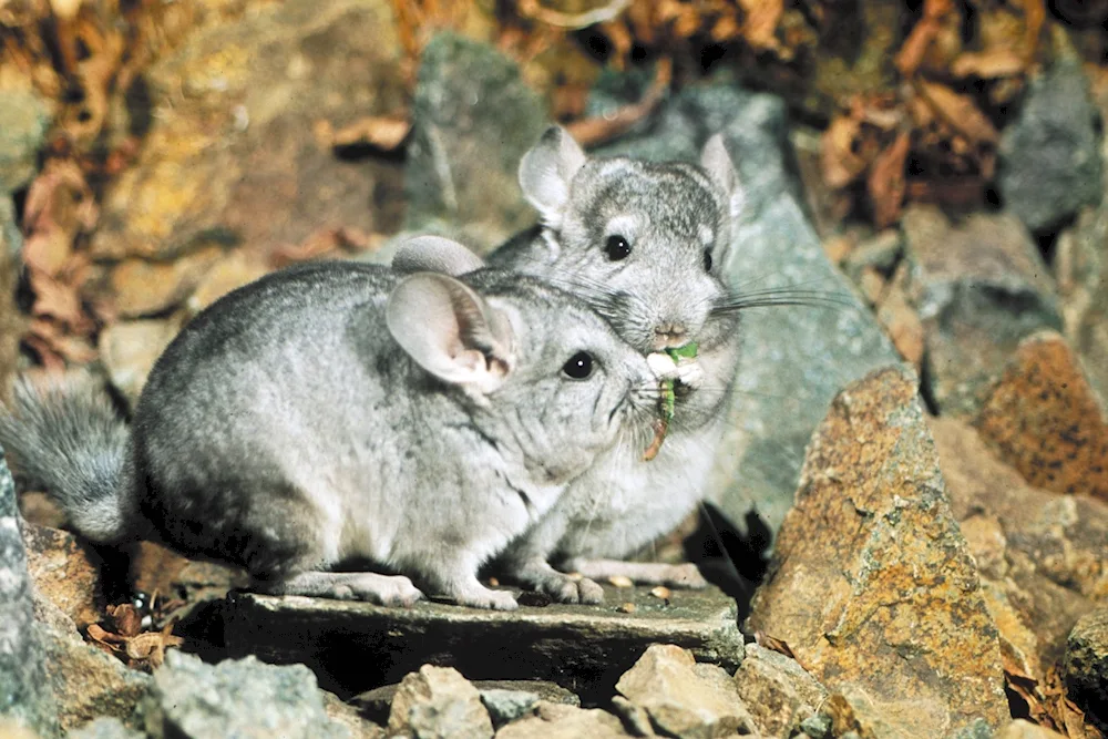 Short-tailed chinchilla