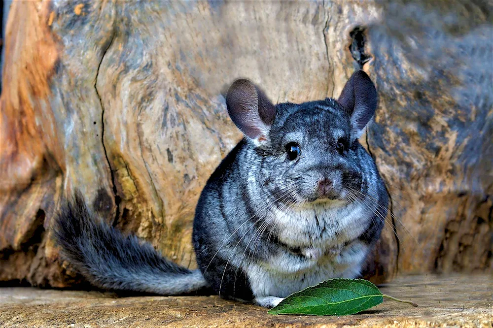 Chinchilla chinchilla white