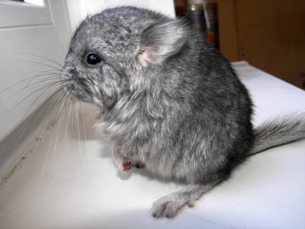 British chinchilla Coby