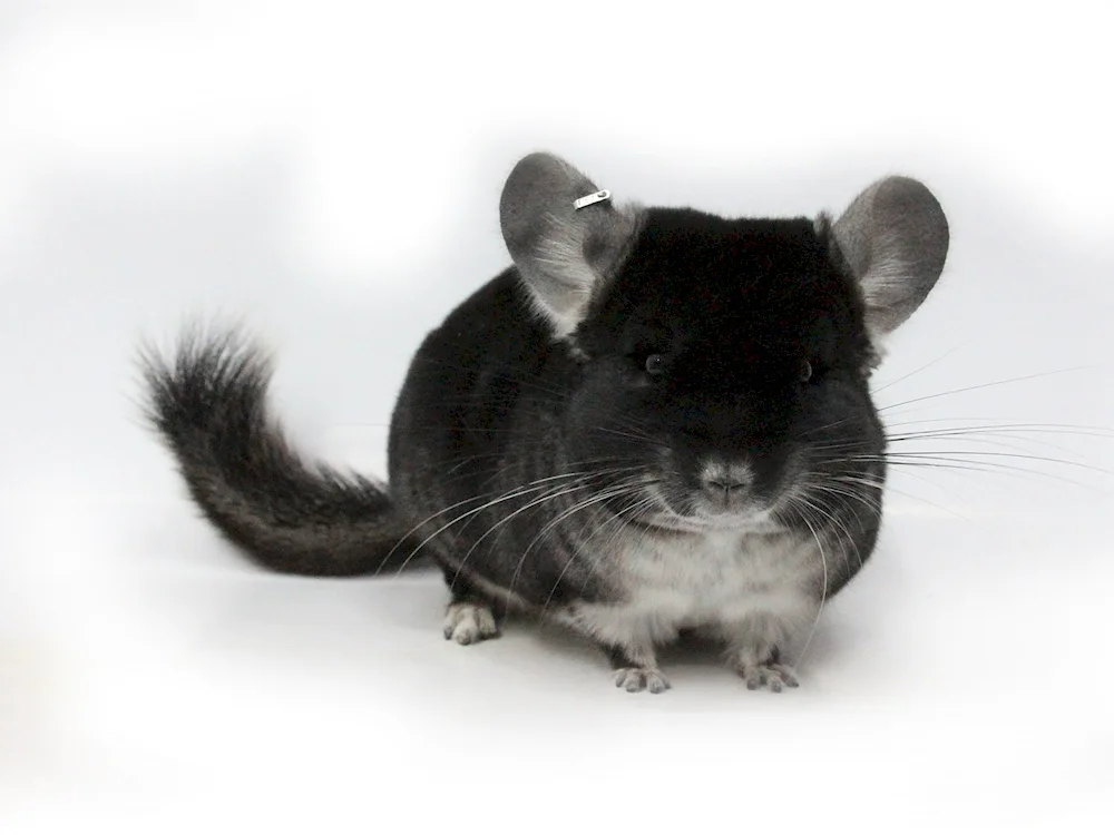 Agouti chinchilla