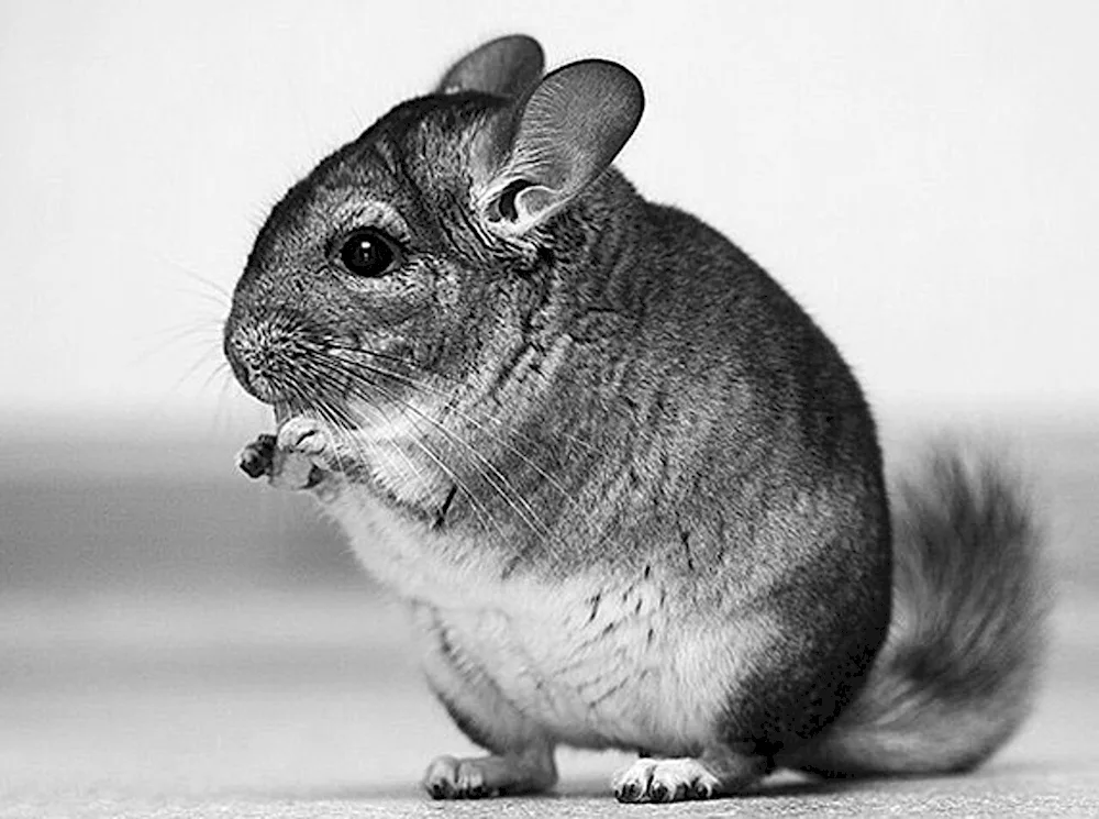 Short-tailed Chinchilla