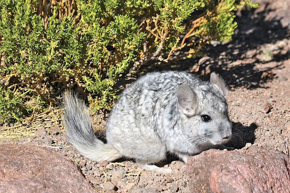 Short-tailed chinchilla