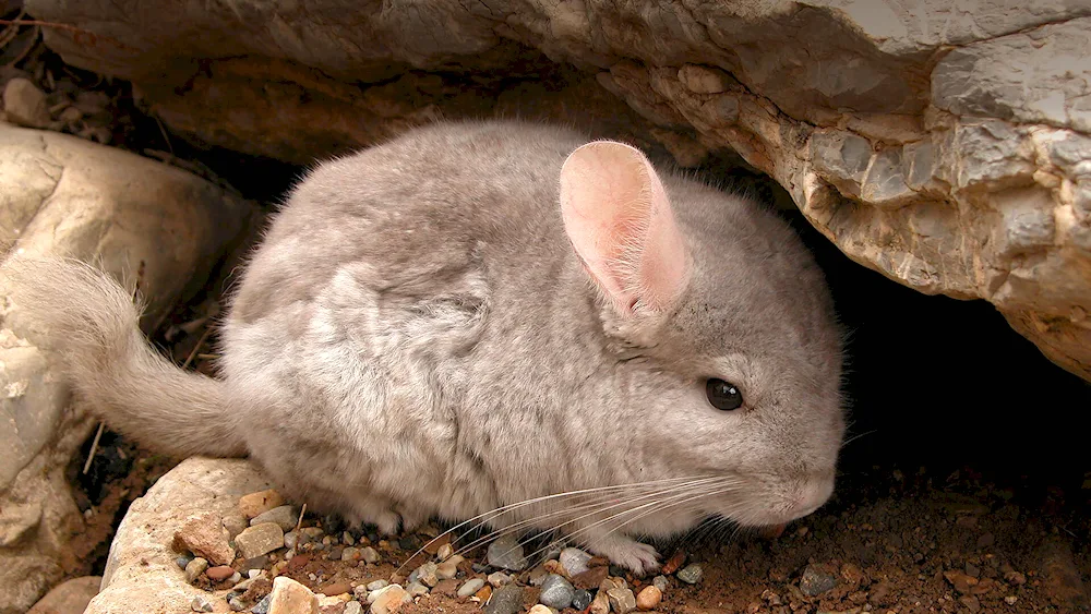 Short-tailed chinchilla