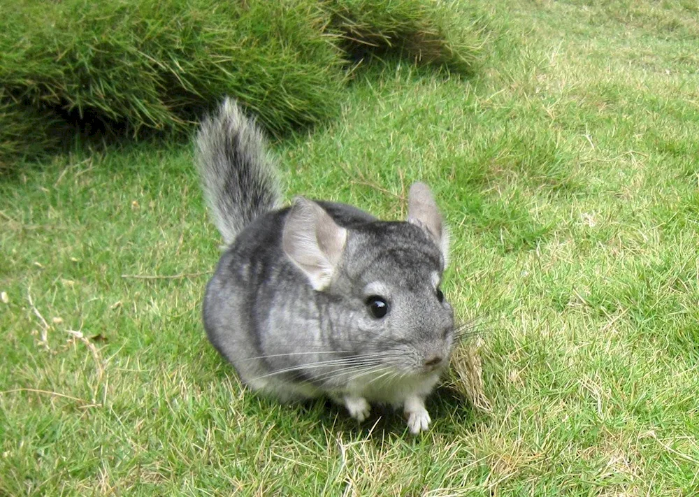 Short-tailed chinchilla