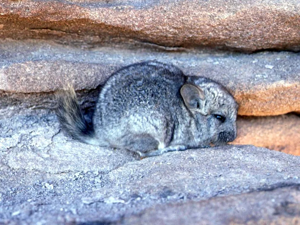 Short-tailed chinchilla