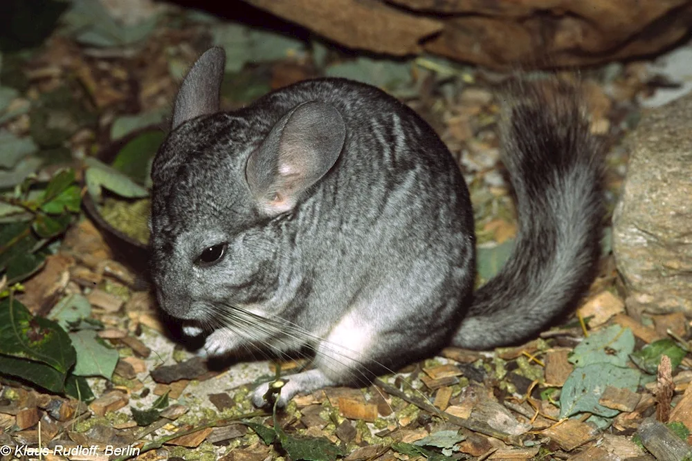 Short-tailed chinchilla