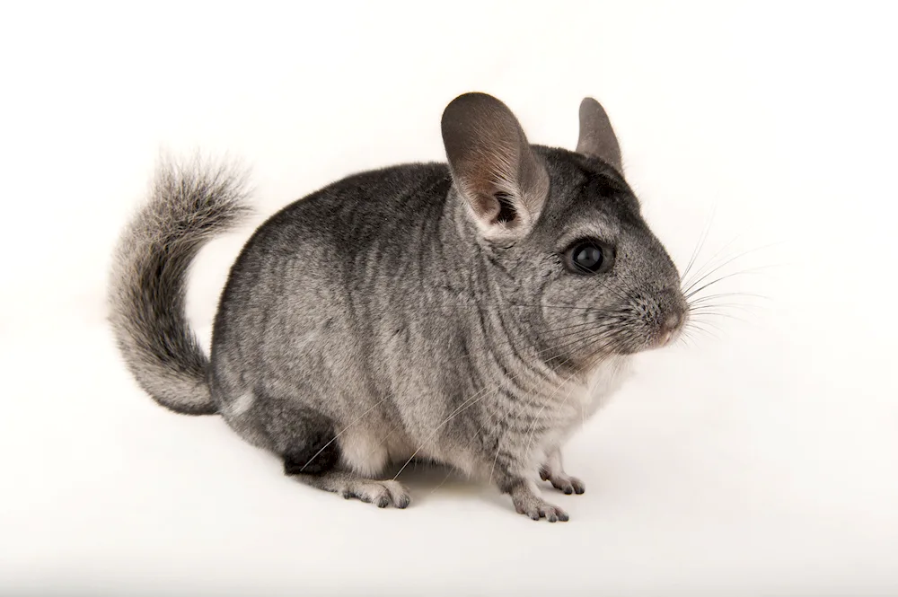 Short-tailed chinchilla