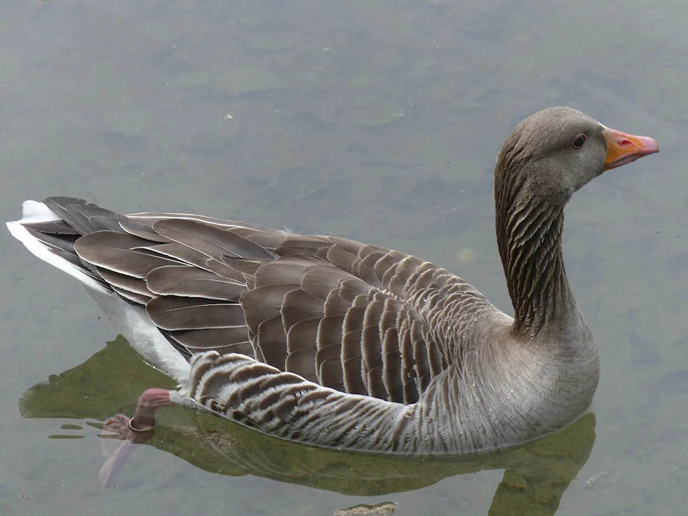 Tundra Bean Goose