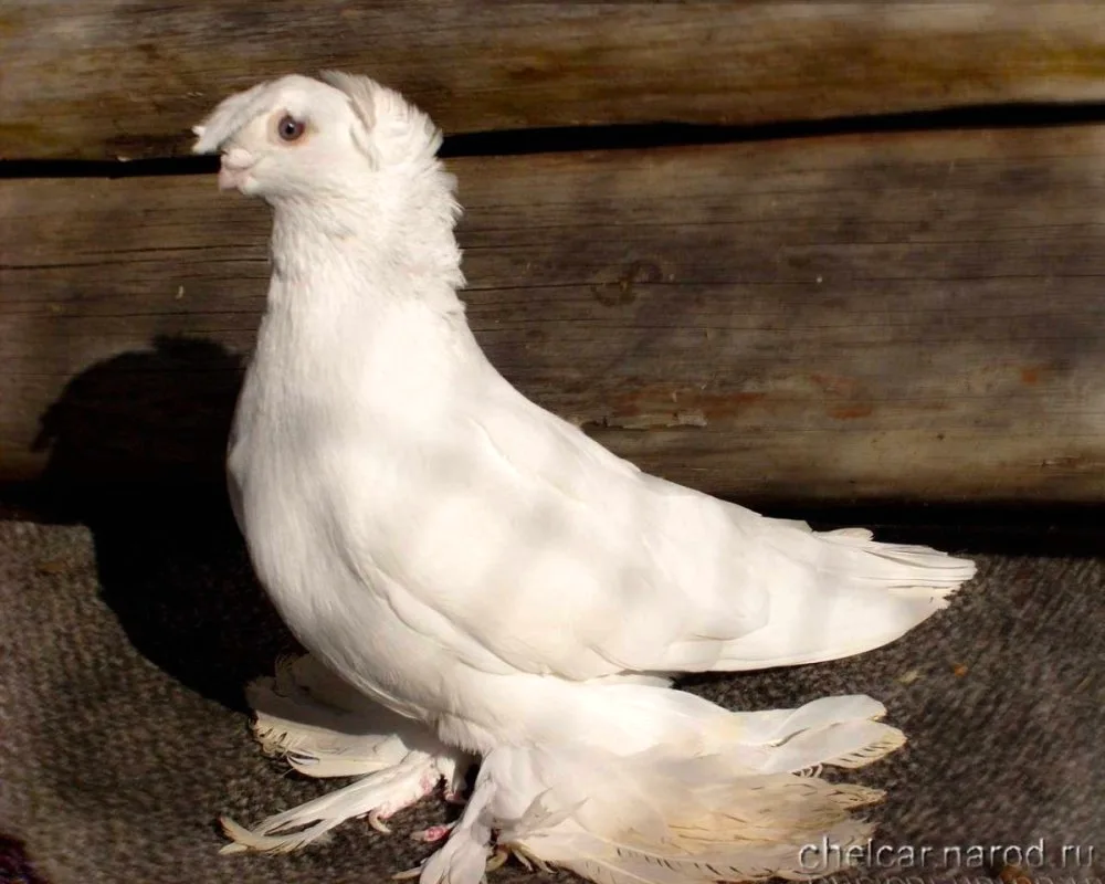 Uzbek two-tailed fighting pigeons