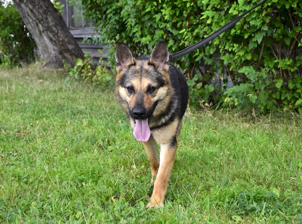 Belgian Shepherd Malinois