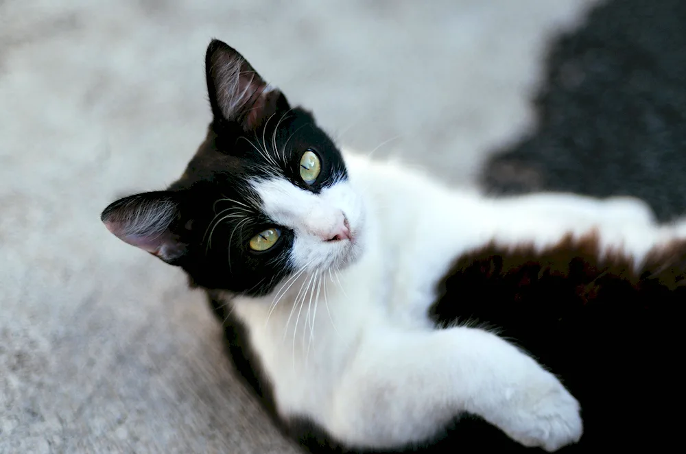 European bicolour short-haired cat