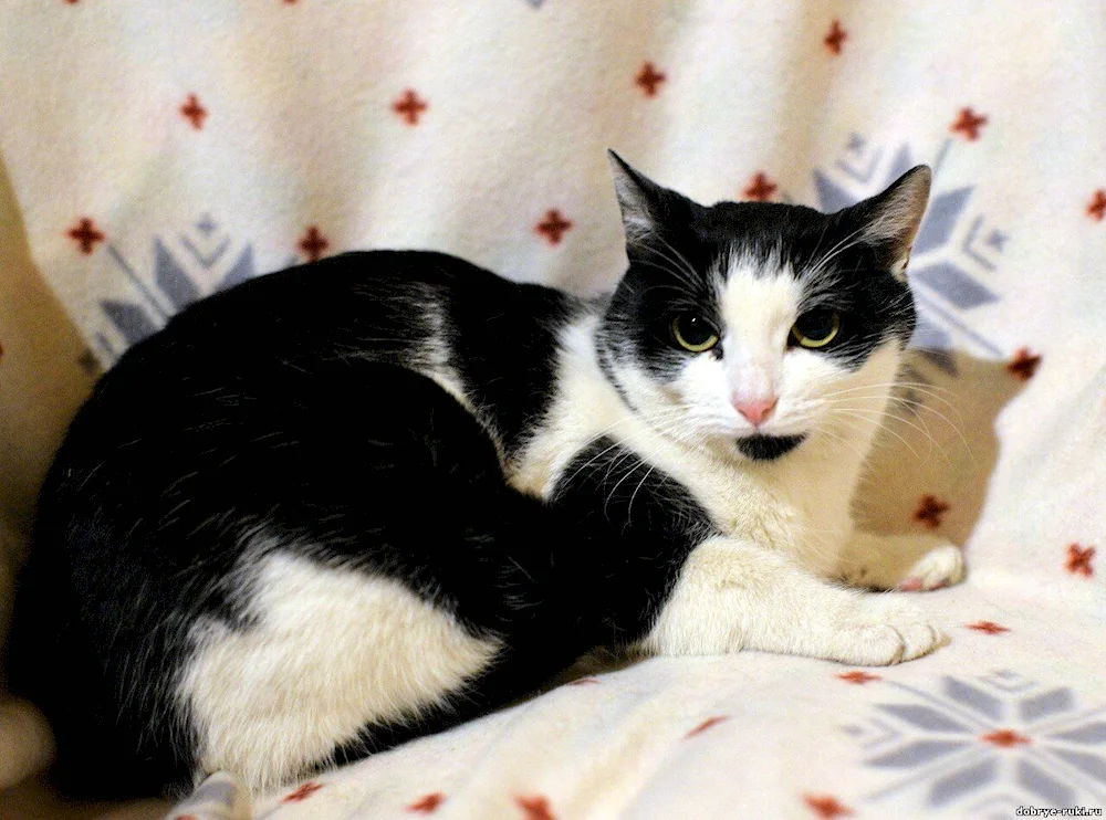 European bicolour shorthair cat