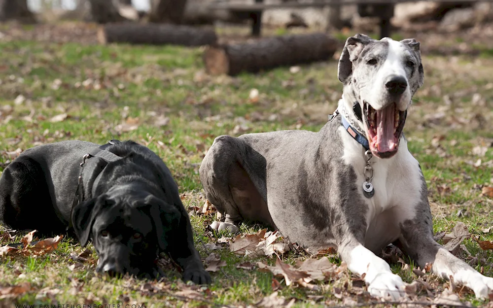 Short-haired dogs