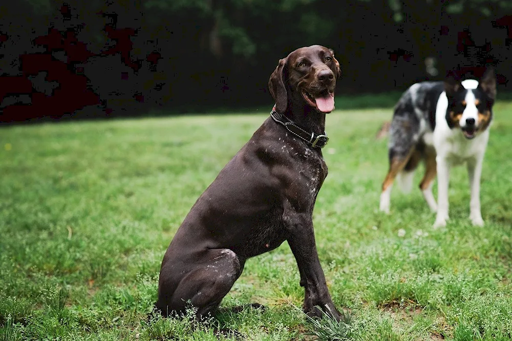 Pictures of German short haired Pointers