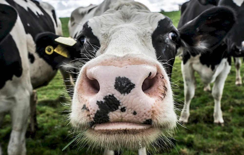 Mount Katahdin cow. cattle encephalopathy