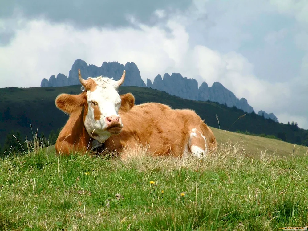 Cows in the field