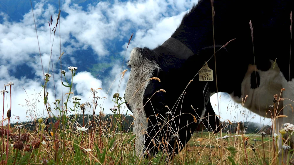 Cows in the meadow