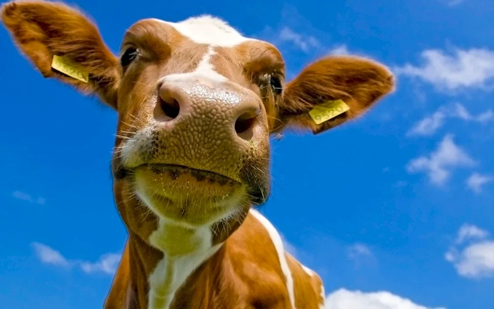 Cow