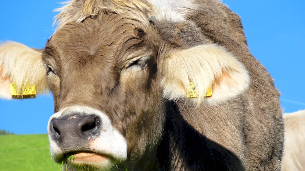 Cow
