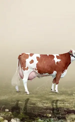 Cow