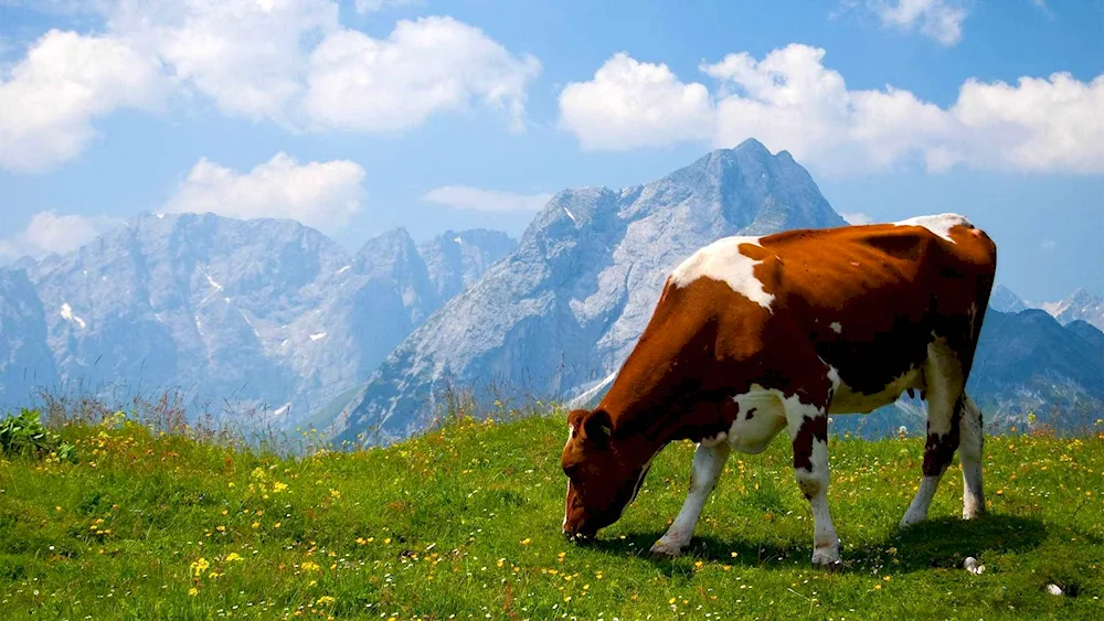 Cows on a lawn