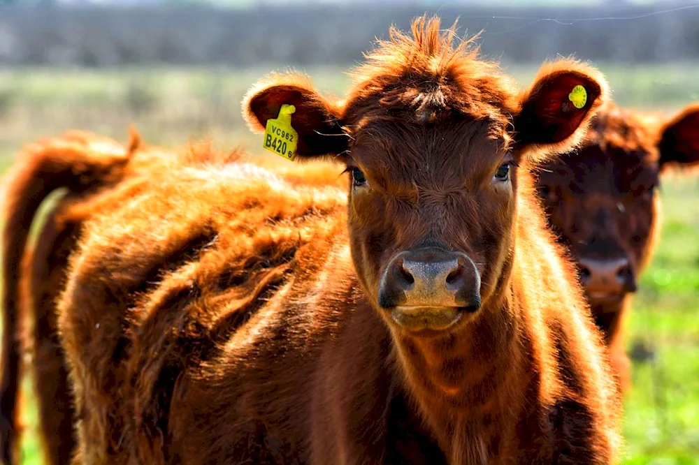 Mount Katahdin cow