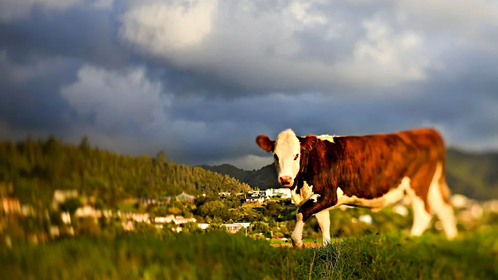 Mount Katahdin cow