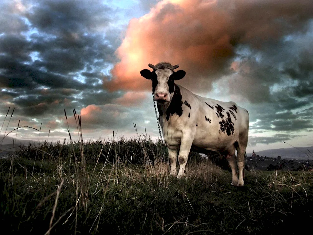 Cow in the meadow