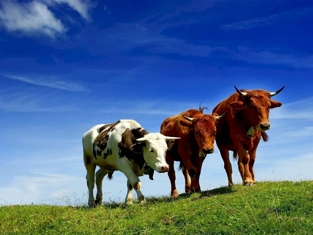 Cows grazing in the field