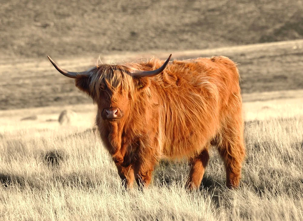 Bison Buffalo