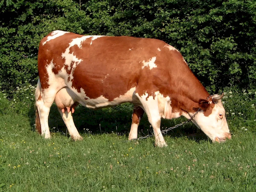 Advertisement Milka with cow