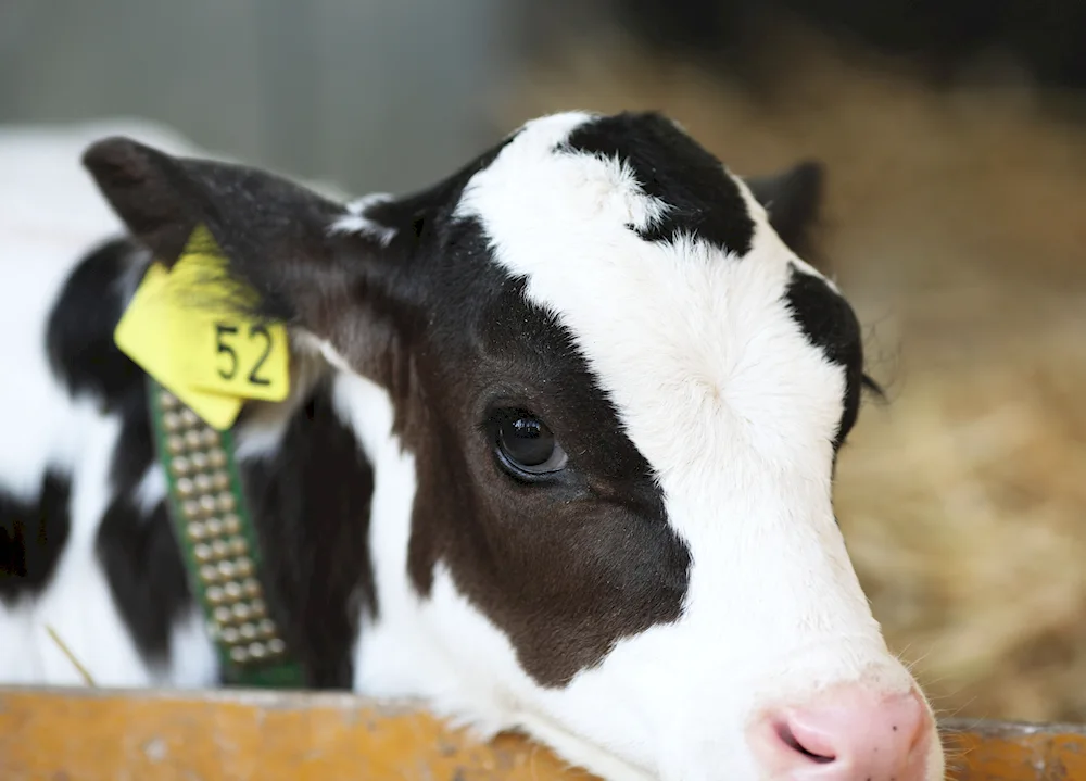 Cow's eyes. with blue eyes