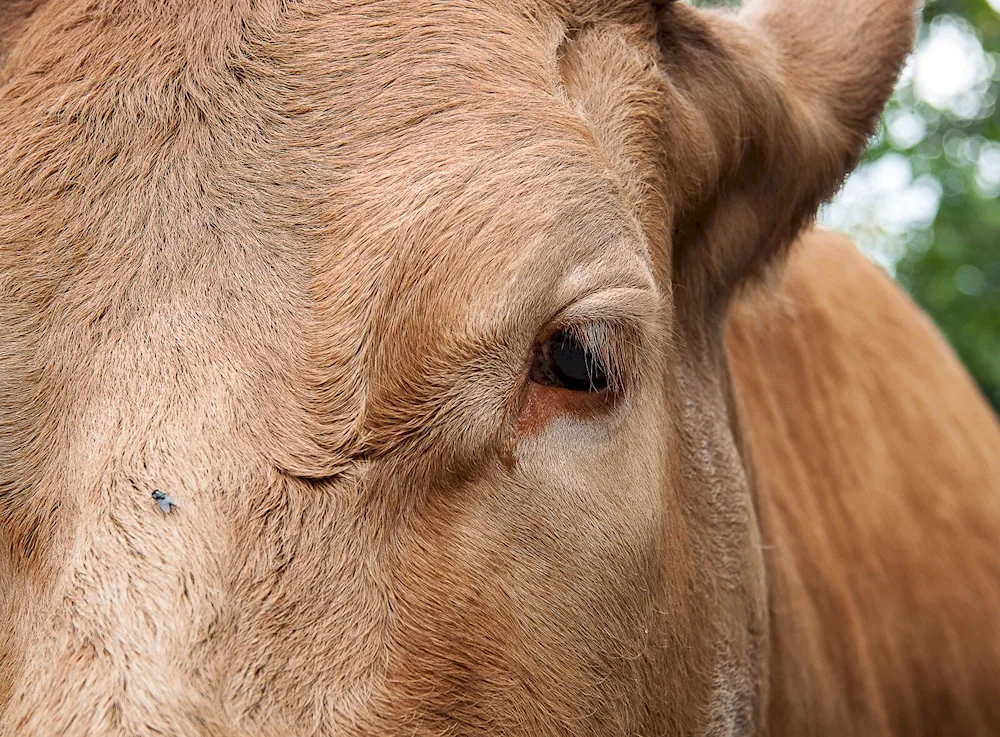 Cow's eyes