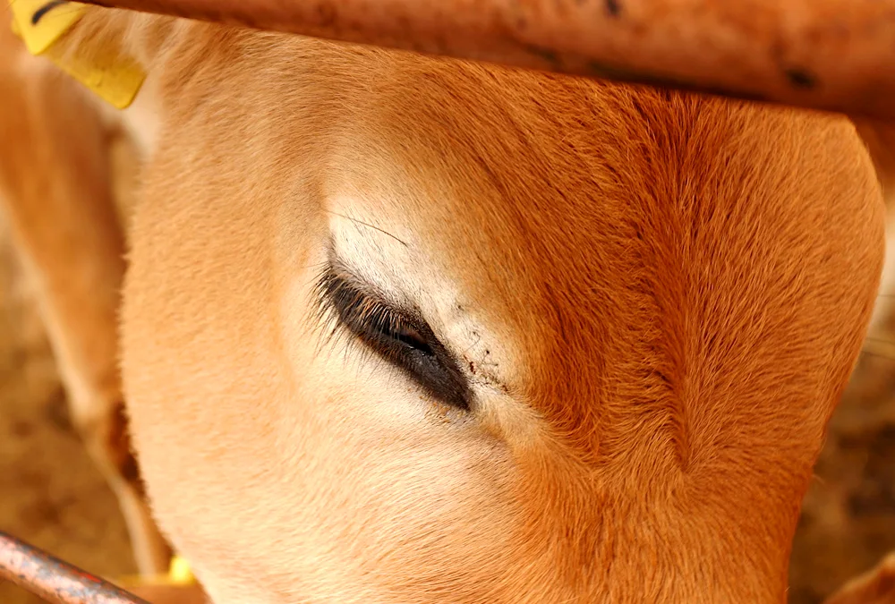 Cow's eyes