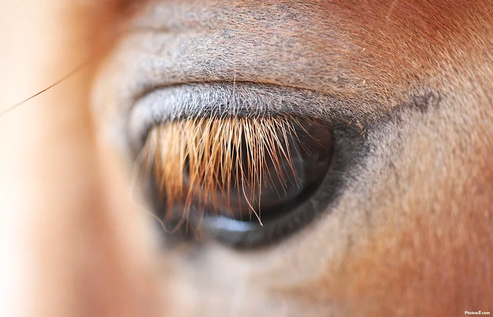 Cow eyelashes