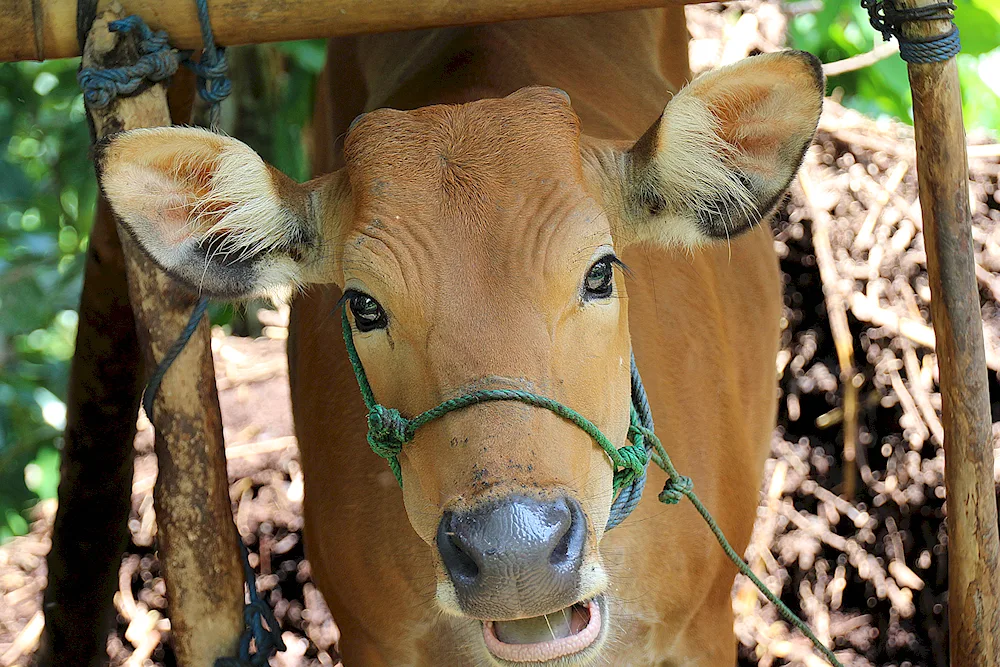 Cow's eyes